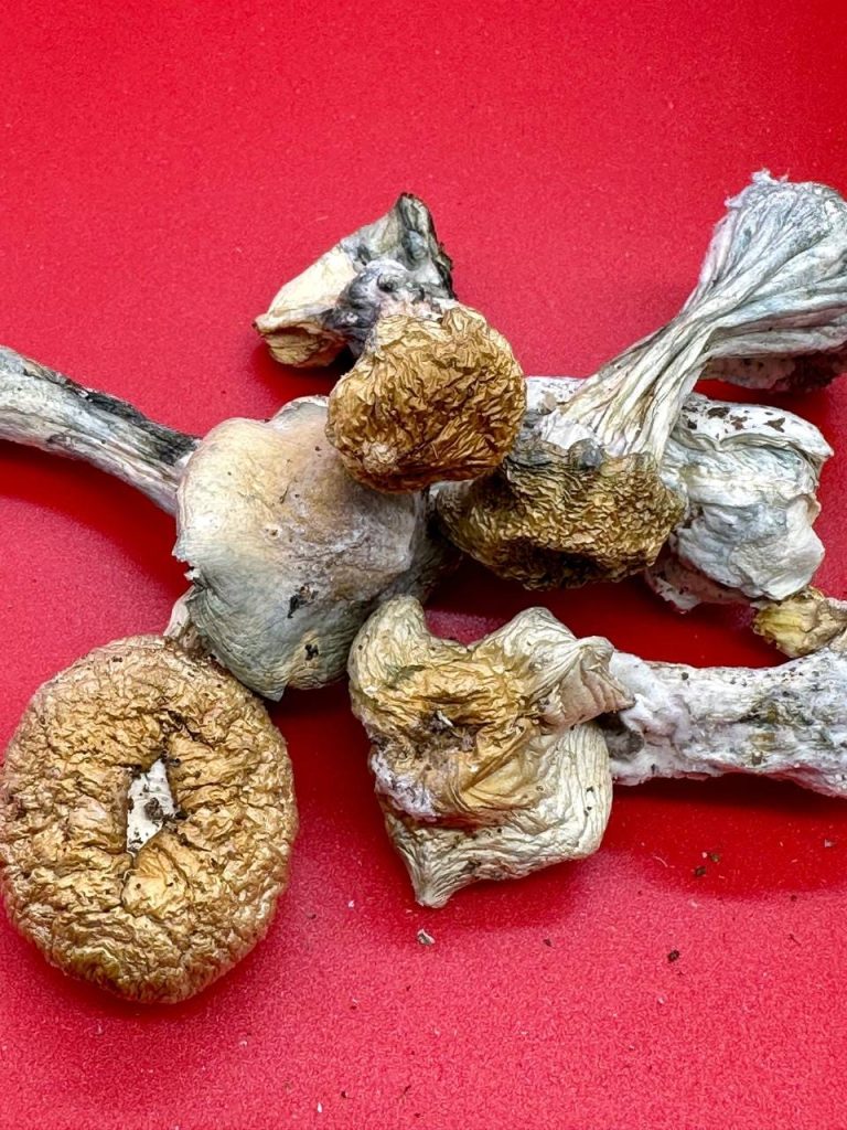Hillbilly mushrooms