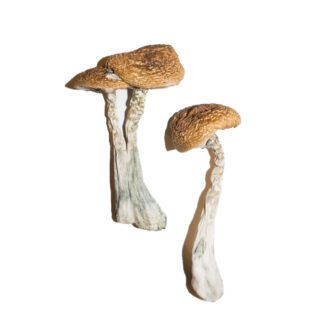 Wavy Caps Magic Mushrooms,