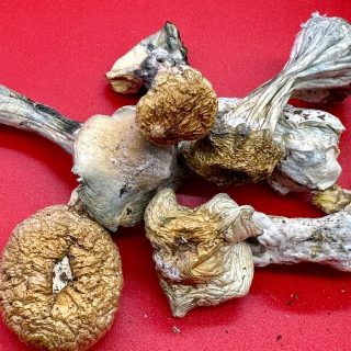 Hillbilly mushrooms