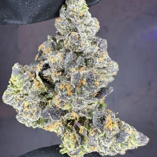 Studio 54 strain